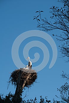 Family of storks in the nest against the blue sky