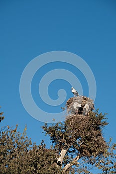 Family of storks in the nest against the blue sky