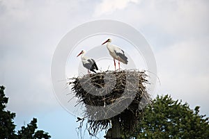 A family of storks in a nest built of dry rods on a high pole