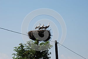 Family of storks in the nest on the electric pole