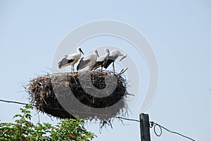 Family of storks in the nest on the electric pole