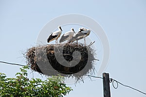 Family of storks in the nest on the electric pole