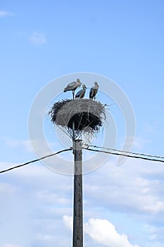 Family of storks on nest on the electric pole