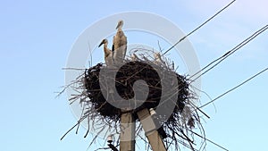 Family of storks in the nest located on the power pole in summer evening