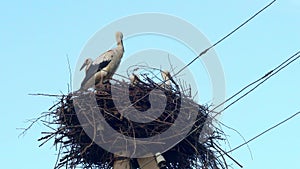 Family of storks in the nest located on the power pole in summer evening