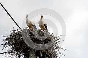 A family of storks stands in a large nest against a background of blue sky and clouds. A large stork nest on an electric concrete