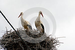 A family of storks stands in a large nest against a background of blue sky and clouds. A large stork nest on an electric concrete