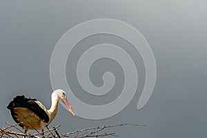 A family of storks stands in a large nest against a background of blue sky and clouds. A large stork nest on an electric concrete