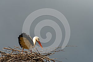 A family of storks stands in a large nest against a background of blue sky and clouds. A large stork nest on an electric concrete