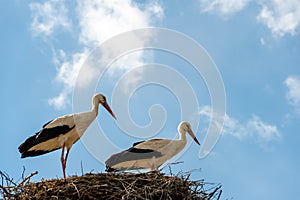 A family of storks stands in a large nest against a background of blue sky and clouds. A large stork nest on an electric concrete