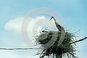 A family of storks stands in a large nest against a background of blue sky and clouds. A large stork nest on an electric concrete