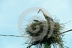 A family of storks stands in a large nest against a background of blue sky and clouds. A large stork nest on an electric concrete