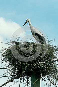 A family of storks stands in a large nest against a background of blue sky and clouds. A large stork nest on an electric concrete