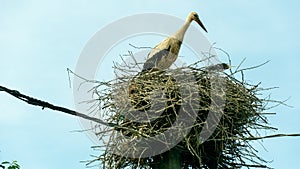A family of storks stands in a large nest against a background of blue sky and clouds. A large stork nest on an electric concrete