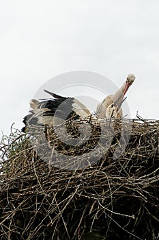 A family of storks stands in a large nest against a background of blue sky and clouds. A large stork nest on an electric concrete