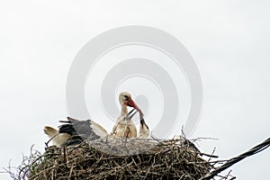 A family of storks stands in a large nest against a background of blue sky and clouds. A large stork nest on an electric concrete