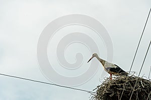 A family of storks stands in a large nest against a background of blue sky and clouds. A large stork nest on an electric concrete