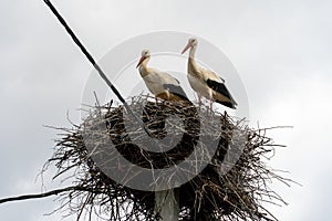 A family of storks stands in a large nest against a background of blue sky and clouds. A large stork nest on an electric concrete