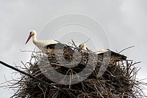 A family of storks stands in a large nest against a background of blue sky and clouds. A large stork nest on an electric concrete