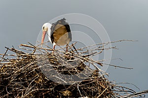 A family of storks stands in a large nest against a background of blue sky and clouds. A large stork nest on an electric concrete