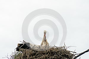 A family of storks stands in a large nest against a background of blue sky and clouds. A large stork nest on an electric concrete