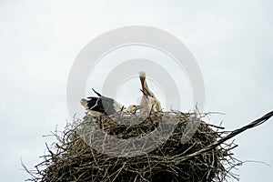 A family of storks stands in a large nest against a background of blue sky and clouds. A large stork nest on an electric concrete