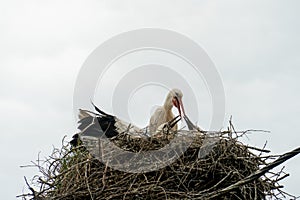 A family of storks stands in a large nest against a background of blue sky and clouds. A large stork nest on an electric concrete