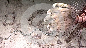 Family of striped fish Common lionfish Pterois volitans on bottom of Red sea.