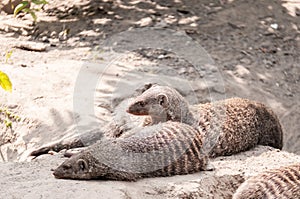 A family of striped mongooses rest near their burrows on the sand in summer