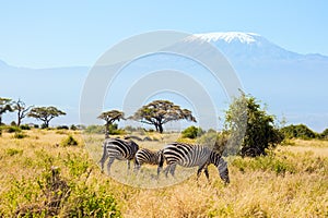 Family of striped zebras graze