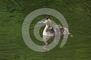 A family of stunning Great Crested Grebe Podiceps cristatus swimming in a river. The babies that are being carried on the parent