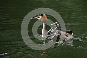 A family of stunning Great Crested Grebe Podiceps cristatus swimming in a river. The babies that are being carried on the parent