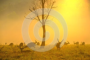 Family Sunset Deer at Thung Kramang Chaiyaphum Province Thailand