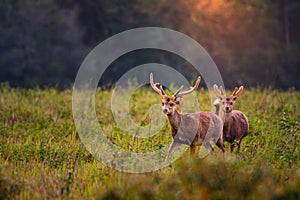 Family Sunset Deer at Thung Kramang Chaiyaphum Province Thailand