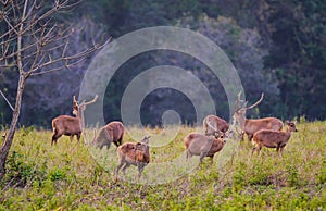 Family Sunset Deer at Thung Kramang Chaiyaphum Province Thailand