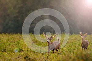 Family Sunset Deer at Thung Kramang Chaiyaphum Province Thailand