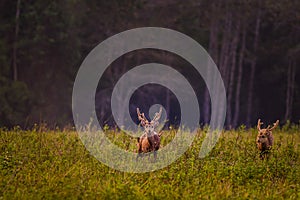 Family Sunset Deer at Thung Kramang Chaiyaphum Province Thailand