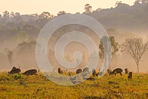 Family Sunset Deer at Thung Kramang Chaiyaphum Province Thailand