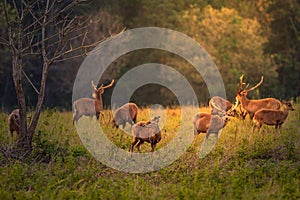 Family Sunset Deer at Thung Kramang Chaiyaphum Province Thailand