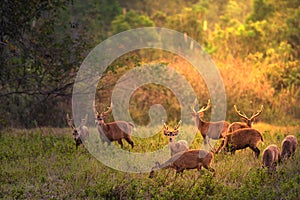 Family Sunset Deer at Thung Kramang Chaiyaphum Province Thailand