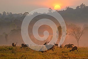 Family Sunset Deer at Thung Kramang Chaiyaphum Province,Thailand