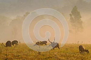 Family Sunset Deer at Thung Kramang Chaiyaphum Province,Thailand