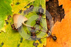 Family supper of ants