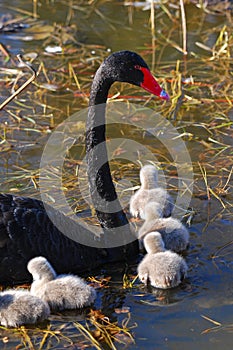 Family swan