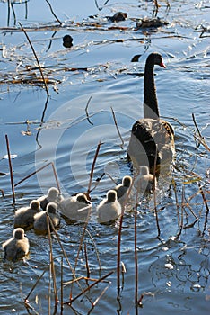 Family swan