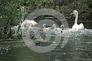 Familie Schwan auf der donau 