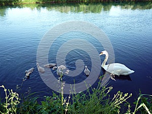 Family of Swan