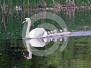 Family of Swans