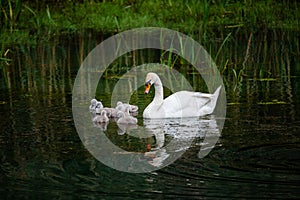 Famiglia da Cigni cuccioli sul germania 