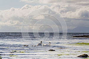 Family of swans and cygnets